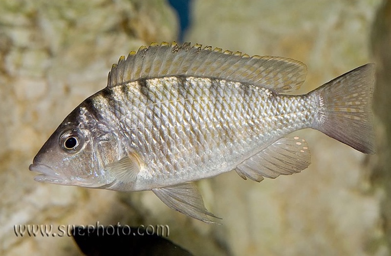 Jabarichromis pfefferi 'Cape Chaitika'